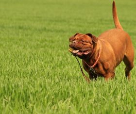 Bordeaux dog Stock Photo 06