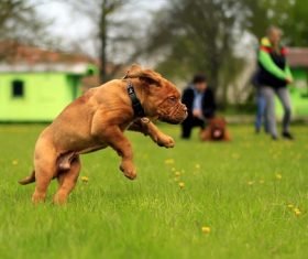 Bordeaux dog Stock Photo 07