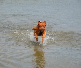 Bordeaux dog Stock Photo 08