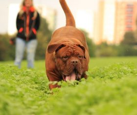 Bordeaux dog Stock Photo 09