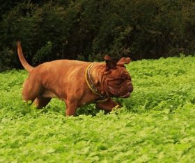 Bordeaux dog Stock Photo 10