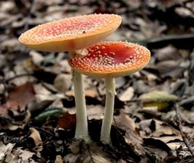 Brightly colored poisonous mushrooms Stock Photo 01