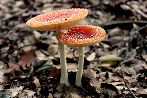 Brightly colored poisonous mushrooms Stock Photo 01