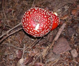 Brightly colored poisonous mushrooms Stock Photo 02