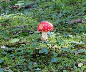 Brightly colored poisonous mushrooms Stock Photo 03