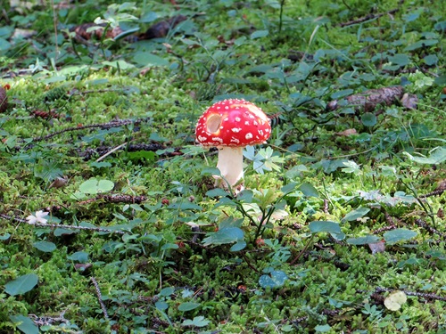 Brightly colored poisonous mushrooms Stock Photo 03