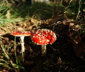 Brightly colored poisonous mushrooms Stock Photo 04