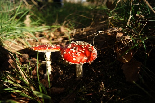 Brightly colored poisonous mushrooms Stock Photo 04