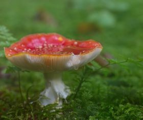 Brightly colored poisonous mushrooms Stock Photo 05