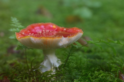 Brightly colored poisonous mushrooms Stock Photo 05