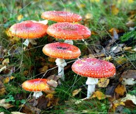 Brightly colored poisonous mushrooms Stock Photo 06