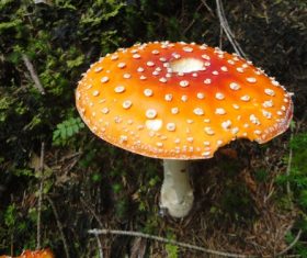 Brightly colored poisonous mushrooms Stock Photo 07