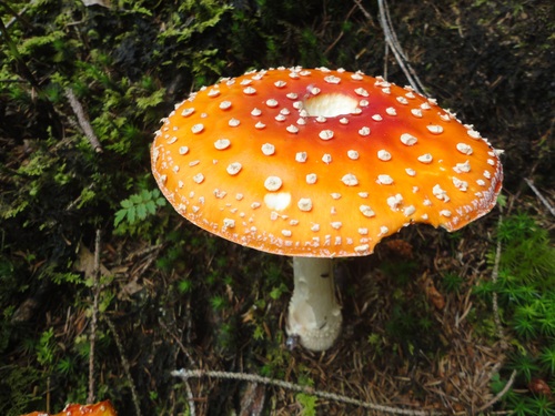 Brightly colored poisonous mushrooms Stock Photo 07