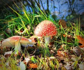 Brightly colored poisonous mushrooms Stock Photo 08