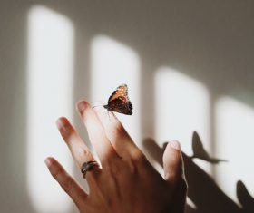 Butterfly falls on fingertips Stock Photo