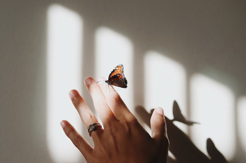 Butterfly falls on fingertips Stock Photo