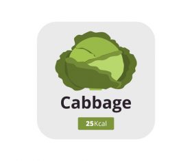 Cabbage vector icon