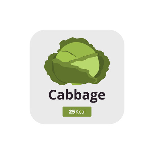 Cabbage vector icon