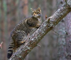 Cat climbing a tree Stock Photo