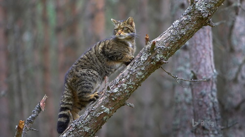 Cat climbing a tree Stock Photo