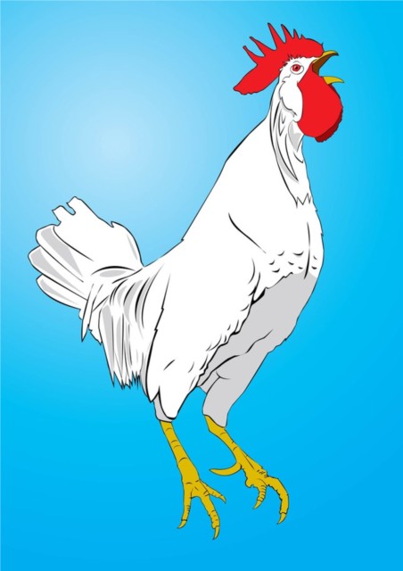 Chicken vector graphic