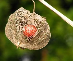 Chinese Lantern Plant Stock Photo 01