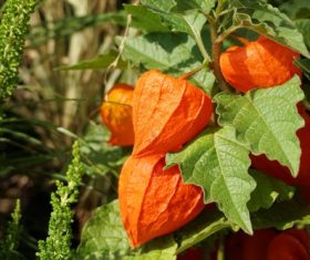 Chinese Lantern Plant Stock Photo 02