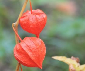 Chinese Lantern Plant Stock Photo 03