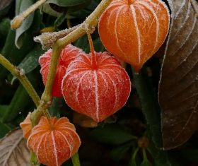 Chinese Lantern Plant Stock Photo 04
