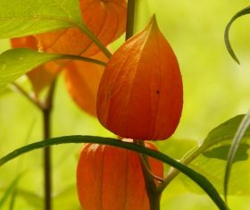 Chinese Lantern Plant Stock Photo 05