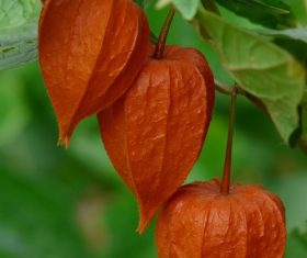 Chinese Lantern Plant Stock Photo 06