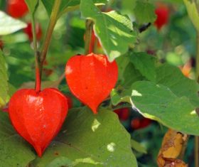 Chinese Lantern Plant Stock Photo 07