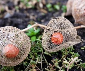 Chinese Lantern Plant Stock Photo 08
