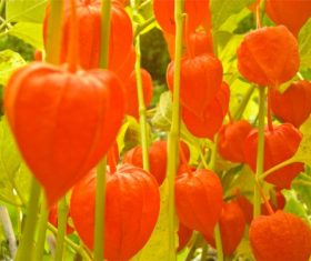 Chinese Lantern Plant Stock Photo 09