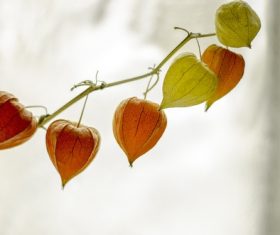 Chinese Lantern Plant Stock Photo 10