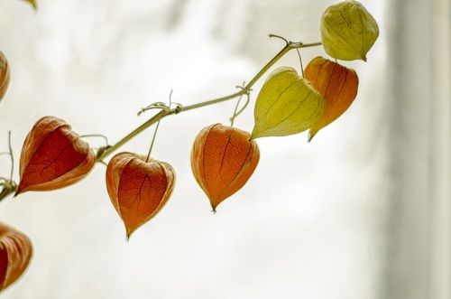 Chinese Lantern Plant Stock Photo 10