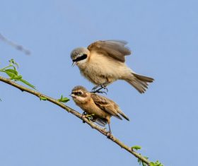 Chinese Penduline Tit  Stock Photo 01