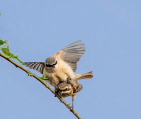 Chinese Penduline Tit  Stock Photo 02