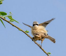 Chinese Penduline Tit  Stock Photo 03