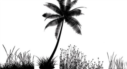 coconut silhouette vector