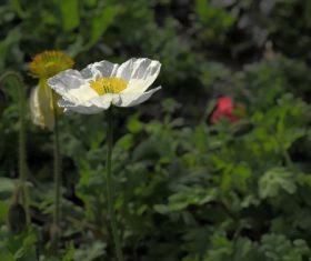 Colorful corn poppy flowers Stock Photo 01
