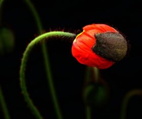 Colorful corn poppy flowers Stock Photo 02