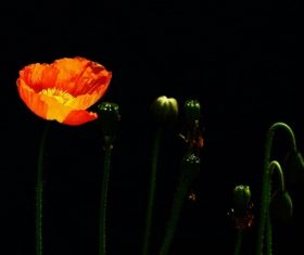 Colorful corn poppy flowers Stock Photo 04