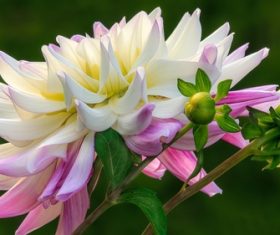 Colorful dahlia Stock Photo 01