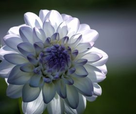 Colorful dahlia Stock Photo 02