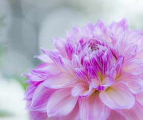 Colorful dahlia Stock Photo 03