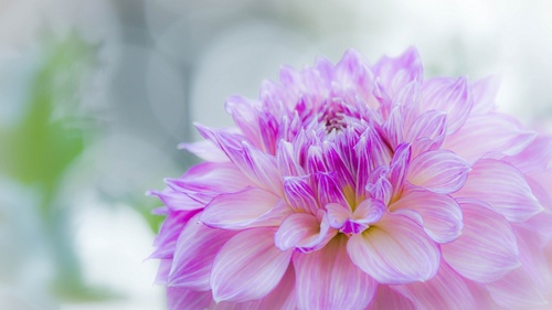 Colorful dahlia Stock Photo 03