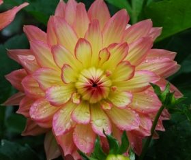 Colorful dahlia Stock Photo 04