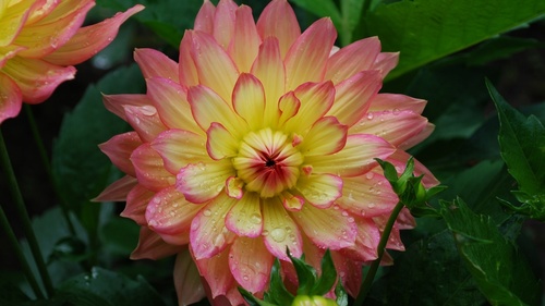 Colorful dahlia Stock Photo 04