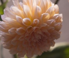 Colorful dahlia Stock Photo 05